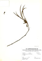 藏品(高山石吊蘭)的圖片